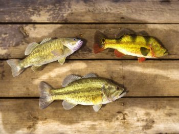 Fishing Planet (2015)